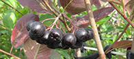 Aronia