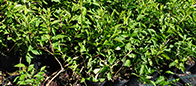 Forsycja