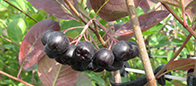 Aronia (uprawa ekologiczna)