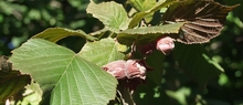 Leszczyna - miniaturka