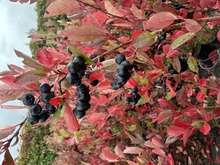 Aronia - miniaturka