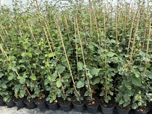 Jeżyna bezkolcowa - miniaturka